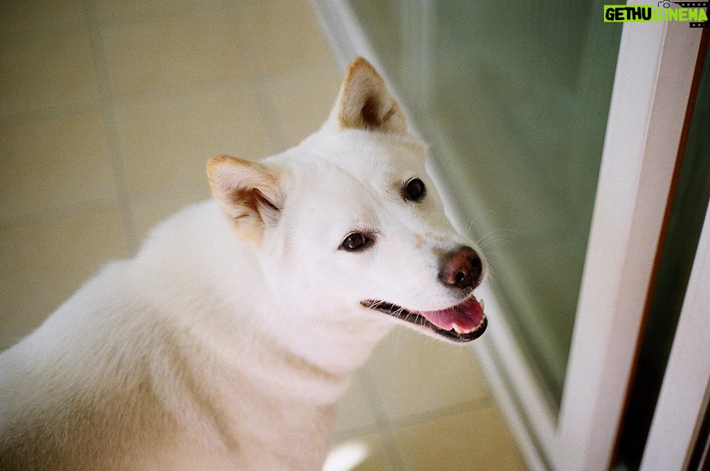 Seol In-a Instagram - My Cutiepie (다섯번째 사진 왼쪽 보면 사료 몇알 옮겨놓은 포인트가 짱귀) #filmphotography
