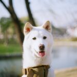 Seol In-a Instagram - My Cutiepie (다섯번째 사진 왼쪽 보면 사료 몇알 옮겨놓은 포인트가 짱귀) #filmphotography