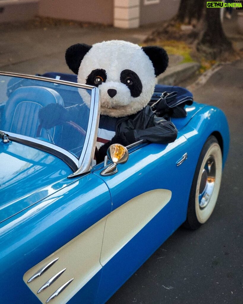 Sergio Daniel Brazón Rodríguez Instagram - Comenten. Sean creativos y ponganle un título a la foto. 😜 ¿A nadie le parece normal que un Panda maneje un Aston Martin? Pues, yo si lo veo muy normal 🤷‍♂️ El Papucho
