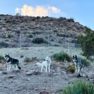 Seth Green Instagram - Reunited with my pack

Thanks to my friends @apexprotectionproject who’ve rescued and cared for these truly incredible animals. You can help them fight delisting of wolves as endangered, which has lead to unjustifiably cruel hunting. Check out the link in my stories to see how you can help 🐺❤️❤️