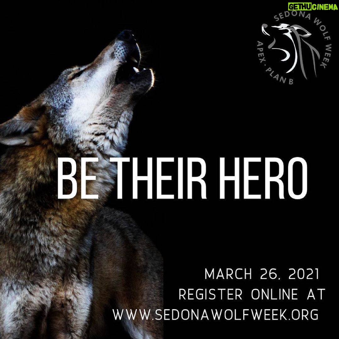Seth Green Instagram - Repost from @apexprotectionproject Wolves were recklessly and prematurely removed from the Endangered Species List this past January. Now stripped from their desperately needed protections, wolves have become targets of violence and injustice throughout our country. Just last month, Wisconsin slaughtered 216 wolves. Now, wolves in Montana, Idaho, Wyoming and Michigan face a similar fate. Join us virtually on March 26, 2021 for a crash course on how you can take action to help wolves in the US with leading experts from around the country. Secure your spot today by clicking the link @apexprotectionproject bio or visiting @sedonawolfweek for more information. 🐺🐺 . . . . . #wolf #wolfsanctuary #apexprotectionproject #highcontentwolfdog #midcontentwolfdog #wisdom #wolves #wolfdog #wolfdogsofinstagram #wolfdogcommunity #wolfpack #wolfhybrid #wolfrescue #rescuedog #rescuedismyfavoritebreed #rescuedogsofinstagram #rescue #donate #realwolfdog #nonprofit #nonprofitorganization #animallovers #animals #wildlife #sedonawolfweek2021