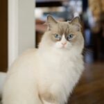 Seth Green Instagram - During the quarantine, a power dynamic has emerged among my cats.