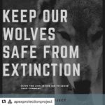 Seth Green Instagram - #Repost @apexprotectionproject ・・・ 🚨URGENT🚨: U.S. Fish and Wildlife Services announced that they have extended the public comment period for wolves. This is because of you! . This is great news — and a chance for us to keep the pressure on. The new comment deadline has been moved to July 15!! . Wolf supporters have already submitted over 1 million comments opposing the administration’s disastrous plan, thanks to all of you for your amazing work — but we’re not done yet. . We still need more comments to come in and we STILL need your support. If you already commented asking to keep wolves on the endangered species list, please let your friends know how you have made a difference and how they can do it too! . Let’s show the Department of Interior that Americans want their wolves protected! . Click the link in our bio to leave your comment and share share share! Together we can make a difference. . #protectwolves #defendersofwildlife #usfishandwildlifeservice #wolvesofinstagram #speakforwolves #endangeredspecies #environment #government #wolfmanagement #wildlifeconservation #endangeredspeciesday #graywolves #conservation #wolf #wolves #stopextinction #nature #animaladvocate #animals #wildlifeplanet #ignitechange