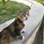 Seth Green Instagram - For your #caturday Shooting @changelandmovie on location on Kho Phi Phi, we realized the island is full of cats. It’s a weird and magical experience to wander this tiny 4 mile island in the middle of the Indian Ocean, and encounter hundreds of fearless and affectionate cats. They all seemed to have a home base, but spent the day and night exploring the island and moving between sun and shade. Because the cats are such an undeniable fixture on the island, we made sure to feature them heavily in the sequences that take place there. #HappyCaturday Kho Phi Phi Ley - "Phi Phi Island"