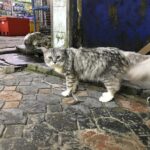 Seth Green Instagram - For your #caturday Shooting @changelandmovie on location on Kho Phi Phi, we realized the island is full of cats. It’s a weird and magical experience to wander this tiny 4 mile island in the middle of the Indian Ocean, and encounter hundreds of fearless and affectionate cats. They all seemed to have a home base, but spent the day and night exploring the island and moving between sun and shade. Because the cats are such an undeniable fixture on the island, we made sure to feature them heavily in the sequences that take place there. #HappyCaturday Kho Phi Phi Ley - "Phi Phi Island"