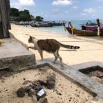 Seth Green Instagram - For your #caturday Shooting @changelandmovie on location on Kho Phi Phi, we realized the island is full of cats. It’s a weird and magical experience to wander this tiny 4 mile island in the middle of the Indian Ocean, and encounter hundreds of fearless and affectionate cats. They all seemed to have a home base, but spent the day and night exploring the island and moving between sun and shade. Because the cats are such an undeniable fixture on the island, we made sure to feature them heavily in the sequences that take place there. #HappyCaturday Kho Phi Phi Ley - "Phi Phi Island"
