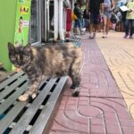 Seth Green Instagram - For your #caturday Shooting @changelandmovie on location on Kho Phi Phi, we realized the island is full of cats. It’s a weird and magical experience to wander this tiny 4 mile island in the middle of the Indian Ocean, and encounter hundreds of fearless and affectionate cats. They all seemed to have a home base, but spent the day and night exploring the island and moving between sun and shade. Because the cats are such an undeniable fixture on the island, we made sure to feature them heavily in the sequences that take place there. #HappyCaturday Kho Phi Phi Ley - "Phi Phi Island"