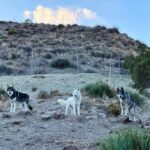 Seth Green Instagram – ONE WEEK LEFT

Wanna meet me? 

Want a once in a lifetime experience with wolves? 

Enter this giveaway & you’ll not only support @apexprotectionproject in building a critically needed sanctuary, you’ll also be entered to win a trip to LA  to meet me and GET WOLF KISSES. 

Link in my bio- check it out & enter now to win