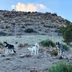 Seth Green Instagram - ONE WEEK LEFT

Wanna meet me? 

Want a once in a lifetime experience with wolves? 

Enter this giveaway & you’ll not only support @apexprotectionproject in building a critically needed sanctuary, you’ll also be entered to win a trip to LA  to meet me and GET WOLF KISSES. 

Link in my bio- check it out & enter now to win