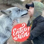 Seth Green Instagram – ONE WEEK LEFT

Wanna meet me? 

Want a once in a lifetime experience with wolves? 

Enter this giveaway & you’ll not only support @apexprotectionproject in building a critically needed sanctuary, you’ll also be entered to win a trip to LA  to meet me and GET WOLF KISSES. 

Link in my bio- check it out & enter now to win