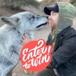 Seth Green Instagram – 🎉FUNDRAISING RAFFLE ALERT🎉 Enter to win @sethgreen’s 50th Birthday Gifting sweepstakes! 
(🔗 in bio)

🎁The Prize: You and a lucky guest will be whisked away on a fabulous journey to Hollywood! Including …

✈️ Round-trip flights to Los Angeles for the winner and one guest. 

🛎️One room for three nights at the iconic @thehollywoodroosevelt Hotel, once home to Marilyn Monroe, located in the heart of Hollywood.

🐺VIP Immersive Alpha Experience at the @apexprotectionproject Sanctuary, where you’ll dine under the stars with the pack.

 🚗Transportation to and from the airport, Stoopid Buddy Stoodios, and the Apex Sanctuary.
 
🎬Tour of @stoopidbuddystoodios hosted by the one and only Seth Green, lunch included.
 
🌴Free time to explore the wonders of Hollywood at your leisure.

🤜🤛Seth, the Emmy Award-winning actor, producer, director, and writer, is not just a Hollywood sensation – he’s also a steadfast supporter of Apex! In celebration of his milestone 50th birthday in February, Seth is joining forces with us to launch this exhilarating fundraiser. Today marks the kickoff – 50 days of anticipation, leading up to his big 5-0 when we’ll draw the winning ticket! Seth would like nothing more than for our goal to be reached for his birthday, so join us in the celebration and help make our dream come true!

How to Enter: 
👉like this post 
👉tag your travel buddy 
👉Enter the sweepstakes! 🎟️Tickets are $10 each with 100% of the proceeds going towards supporting the Apex Pack! Who knows, you might be the lucky winner destined for this star-studded, wolf-filled escapade! (🔗 in bio)