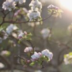Shabnam Moghadami Instagram - . با همین دیدگان ِ اشک‌آلود از همین روزن ِ گشوده به دود به پرستو به گل به سبزه درود… به بهاری که می‌رسد از راه چند روز ِ دگر به ساز و سرود… . امید که سال ِ تازه پُر باشد از دل‌خوشی و لبخند،صلح و آسایش…آرامش…آرامش و آرامش.برای همگی‌مان…همه‌ی ایران،تمامی ِ جهان. یاد ِ همه‌ی رفتگان ِ این سال ِ سخت و عجیب، سال ِ بد…سال ِ باد سال ِ اشک …سال ِ شک… سال ِ پست…سال ِ درد گرامی. آنها که یادشان از یاد و از دل ِ مان نخواهد رفت تا همیشه‌ی خدا. . نوروز و نوبهار خجسته و شاد…به امید ِ روزهای خوب و روشن…در پناه ِ پروردگار ِ نور و مهربانی. . شعر،تکه‌ایست از منظومه‌ی سرود ِگل،سروده‌ی فریدون مشیری. . #نوروز #سال_نو #بهار #عید #فریدون_مشیری