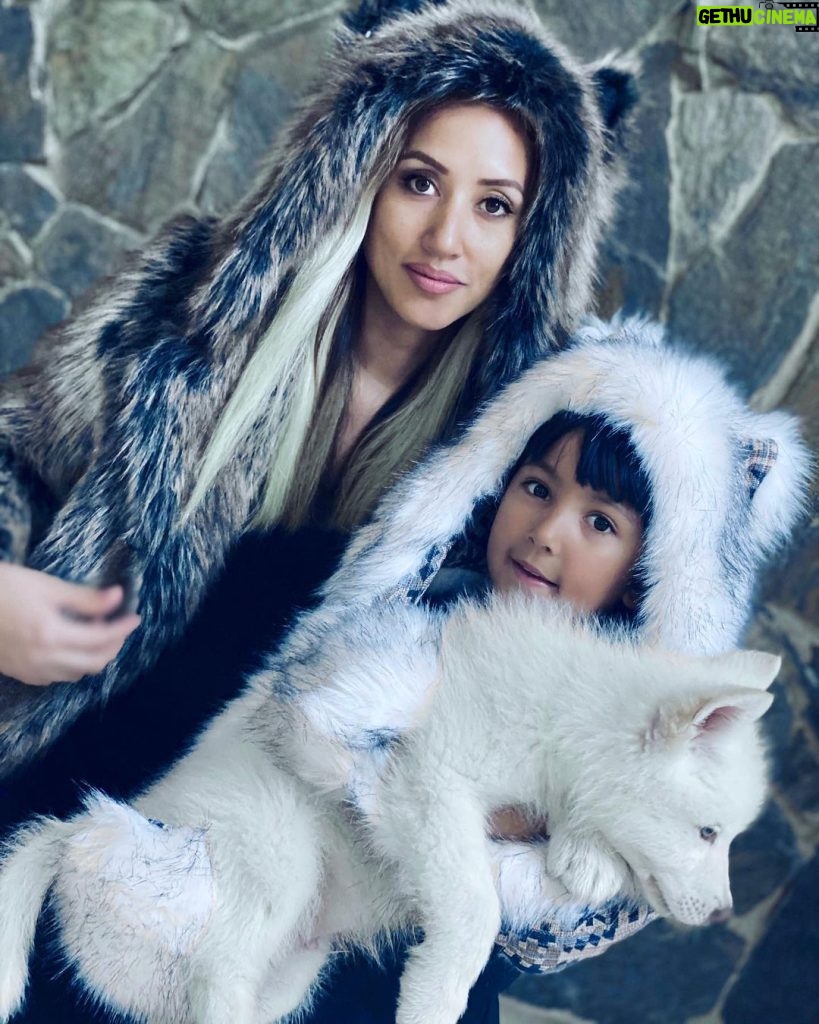 Shadmehr Aghili Instagram - Welcome to the Aghili family درسته كه شير و ببر جزو قويترين حيوانات هستند ولى هيچ وقت "گرگ" رو نميبينى كه در سيرك نمايش اجرا كنه. #wolf #wolfdogs #fakefur #fauxfur