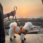 Shama Sikander Instagram - Sea breeze, sandy paws, and a sunset glow – perfect combo. . . . #sunset #casper #shamasikander Mumbai, Maharashtra