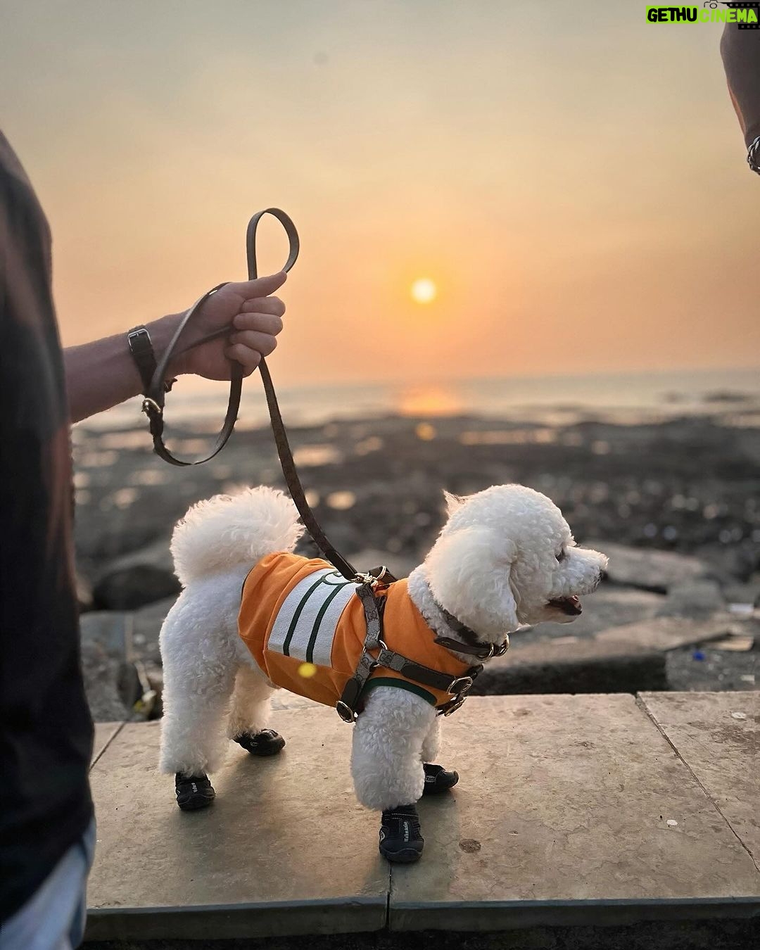 Shama Sikander Instagram - Sea breeze, sandy paws, and a sunset glow – perfect combo. . . . #sunset #casper #shamasikander Mumbai, Maharashtra