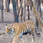 Shamita Shetty Instagram - Had the most beautiful experience in Ranthambore being one with nature ❤️ Here s Tigress Riddhi with her cubs ❤️🐯❤️ #ranthambore #ranthamborediaries #safari #rajasthan #love #tigers #tigersofindia #nature #naturelover #gratitude