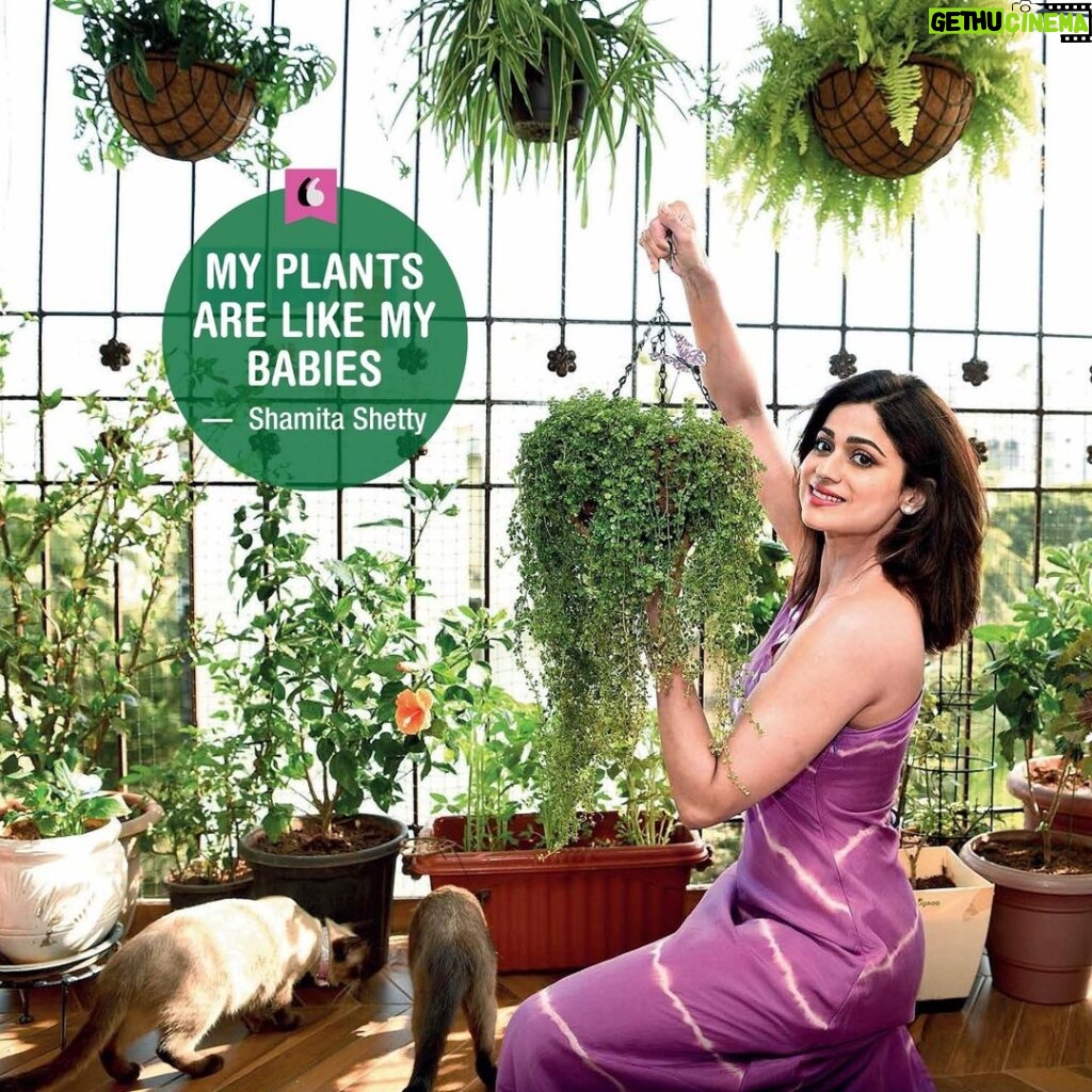 Shamita Shetty Instagram - ‘My plants are my babies and I nurture them with love and attention’ @shamitashetty_official shares her passion for plants, inspired by her mother’s guidance Tap the link in our story to read . . . #shamitashetty #shamitashetty_official #shamitashettyhot #shamitaforever #plantmomma #plantparenthood #plantlover #biggboss #biggboss15
