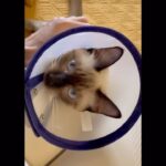 Shamita Shetty Instagram - Don’t miss the attitude she trying to give me in the begn !!! My cuddle pot! Guess what after 7 months the vet was kind enough 😒 to very conveniently announce to me that Loki is a girl! I mean we all trust our vet a 100% right?! I never thought to re check down there when they told me he s a boy after a month 🤦‍♀️ n she s so boisterous that I genuinely dint think a recheck was necessary!!!! Well I refuse to rename her .. Loki 🐱 she is ! N mama loves her ❤️🦋🤗 #catsofinstagram #catlover #catlife #siamese #loki #love #joy #happiness #gratitude