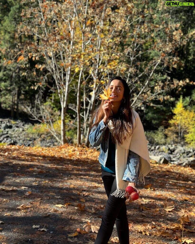Shanvi Srivastava Instagram - 💕 An apple a day …. Preferably hand plucked! 🤷‍♀️ . . . . . #shanvisri #usa🇺🇸 #littlehappiness #moments #mondaymotivation #life #bts #shootlife #instadaily #kannadafilm Leavenworth, Washington, U.S.A
