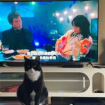 Shen Yue Instagram -