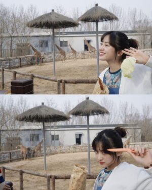 Shen Yue Instagram - 和朋友们去动物园