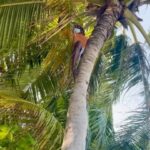 Sherif Ramzy Instagram - A passion of Tropical life 🏝🌴🍹🥥 Swipe till the end to watch how they make it @maldives_360 @furaveriresort