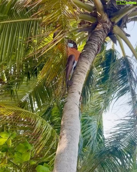 Sherif Ramzy Instagram - A passion of Tropical life 🏝🌴🍹🥥 Swipe till the end to watch how they make it @maldives_360 @furaveriresort