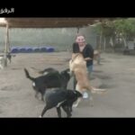 Sherine Reda Instagram – My love for animals is no secret!⠀
Personally, I think a pet is the best companion one can have.⠀
That’s why I’m dedicating myself to looking after 50 stray cats and dogs right now. ⠀
Each one of these 50 little souls hold a special place in my heart. If it weren’t for them, I wouldn’t have been able to pass this difficult time in my life after the passing of my companion of 12 years, my baby boy Simpson.⠀
⠀
In his memory I want to take this as a chance to spread awareness about stray animals.⠀
⠀
These poor stray animals live in horror, while all they need is a safe home and a loving family. We all must do our best to stop the suffering of these helpless souls. Here is how you can help: ⠀
-Adopt, don’t shop!⠀ Instead of shopping for a new pet, go for adopting. ⠀
-Animals are our friends!⠀
Make sure to teach your kids that our furry friends have feelings too and that they should be kind to animals, no hitting, no pulling tails, no harming in any way. ⠀
-Give some of your time!⠀
You could pass by the local shelter to volunteer in any possible way to you…believe me you will feel great!⠀
To do that, check:⠀
@esma__official ⠀
@furever.rescue ⠀
@animal.protection.eg ⠀
@hoperescueeg ⠀
⠀
Finally, I’m changing my Instagram BIO to reflect my genuine love and support for this cause and make sure to support this post by posting your favorite animal in a comment. ⠀
🐈🐕🦜🐍 ⠀
⠀
I’m challenging @ahmedelsakaeg @ahmadfahmy_official @taraemad to show support. ⠀
⠀
Have a pawsome day! ⠀
⠀
#ShereenReda
