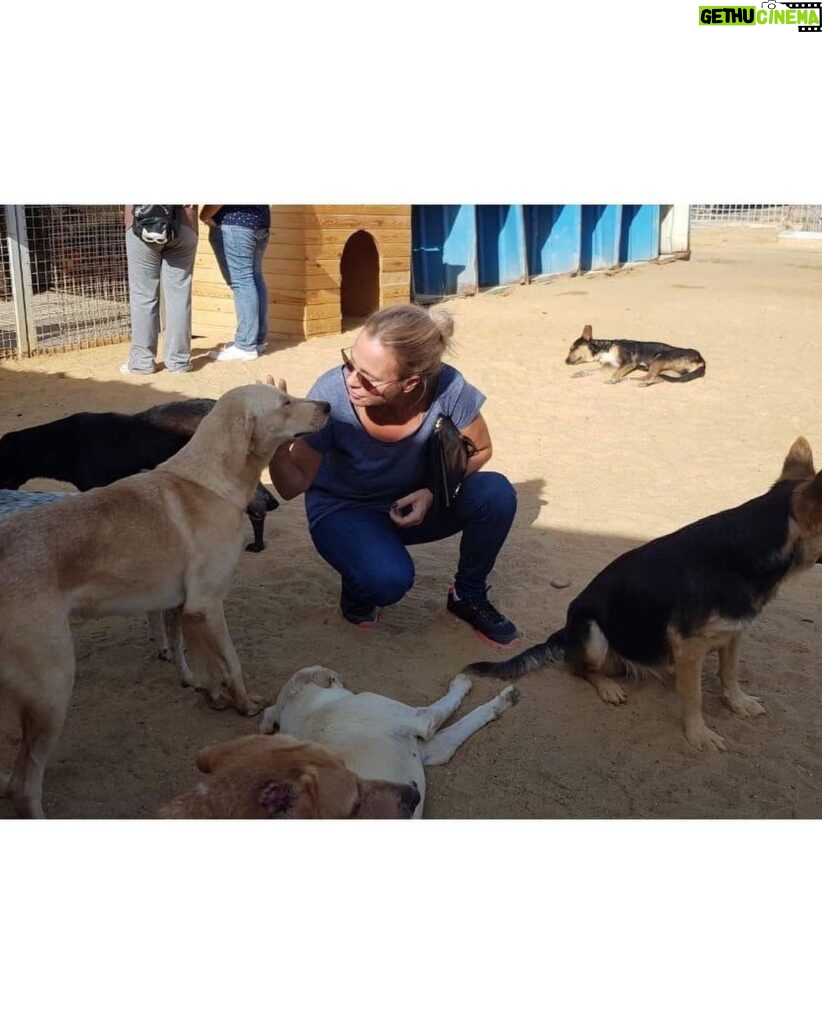 Sherine Reda Instagram - These pictures are from my last visit to @animal.protection.eg , cant express the amount of genuine love I had ♥️. If you can save a homeless dog or a cat always adopt and never buy, show these lovely animals some love, they deserve to be loved 🐾♥️ . . #AdoptBaladiDogs #AdoptDontShop