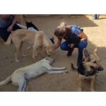 Sherine Reda Instagram - These pictures are from my last visit to @animal.protection.eg , cant express the amount of genuine love I had ♥️. If you can save a homeless dog or a cat always adopt and never buy, show these lovely animals some love, they deserve to be loved 🐾♥️ . . #AdoptBaladiDogs #AdoptDontShop
