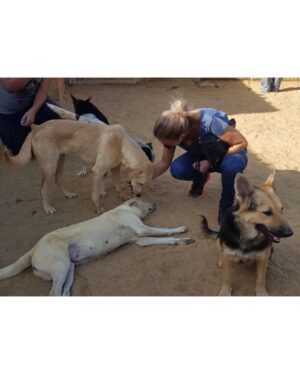 Sherine Reda Instagram - These pictures are from my last visit to @animal.protection.eg , cant express the amount of genuine love I had ♥️. If you can save a homeless dog or a cat always adopt and never buy, show these lovely animals some love, they deserve to be loved 🐾♥️ .
.
#AdoptBaladiDogs
#AdoptDontShop
