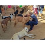 Sherine Reda Instagram - These pictures are from my last visit to @animal.protection.eg , cant express the amount of genuine love I had ♥️. If you can save a homeless dog or a cat always adopt and never buy, show these lovely animals some love, they deserve to be loved 🐾♥️ . . #AdoptBaladiDogs #AdoptDontShop