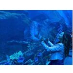 Sherry Adel Instagram – Loved experiencing Dubai Aquarium & Underwater Zoo which is one of the largest suspended aquariums in the world. Being in an underwater tunnel under a huge shark & ray-filled tank was one of a kind experience😍 @dubaiaquarium #dubaiaquarium #دبي
@dsfsocial
#dubai #mydsf #dfsturns25 #visitdubai