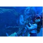 Sherry Adel Instagram – Loved experiencing Dubai Aquarium & Underwater Zoo which is one of the largest suspended aquariums in the world. Being in an underwater tunnel under a huge shark & ray-filled tank was one of a kind experience😍 @dubaiaquarium #dubaiaquarium  #دبي 
@dsfsocial 
#dubai #mydsf #dfsturns25 #visitdubai