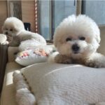 Shin Se-kyung Instagram - 우리 국이 여덟 번째 생일 축하해🍠🍗