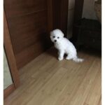 Shin Se-kyung Instagram – 우리 국이 여덟 번째 생일 축하해🍠🍗