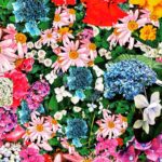 Shingo Katori Instagram - 歩道の花シリーズ2023 【 春陽 】