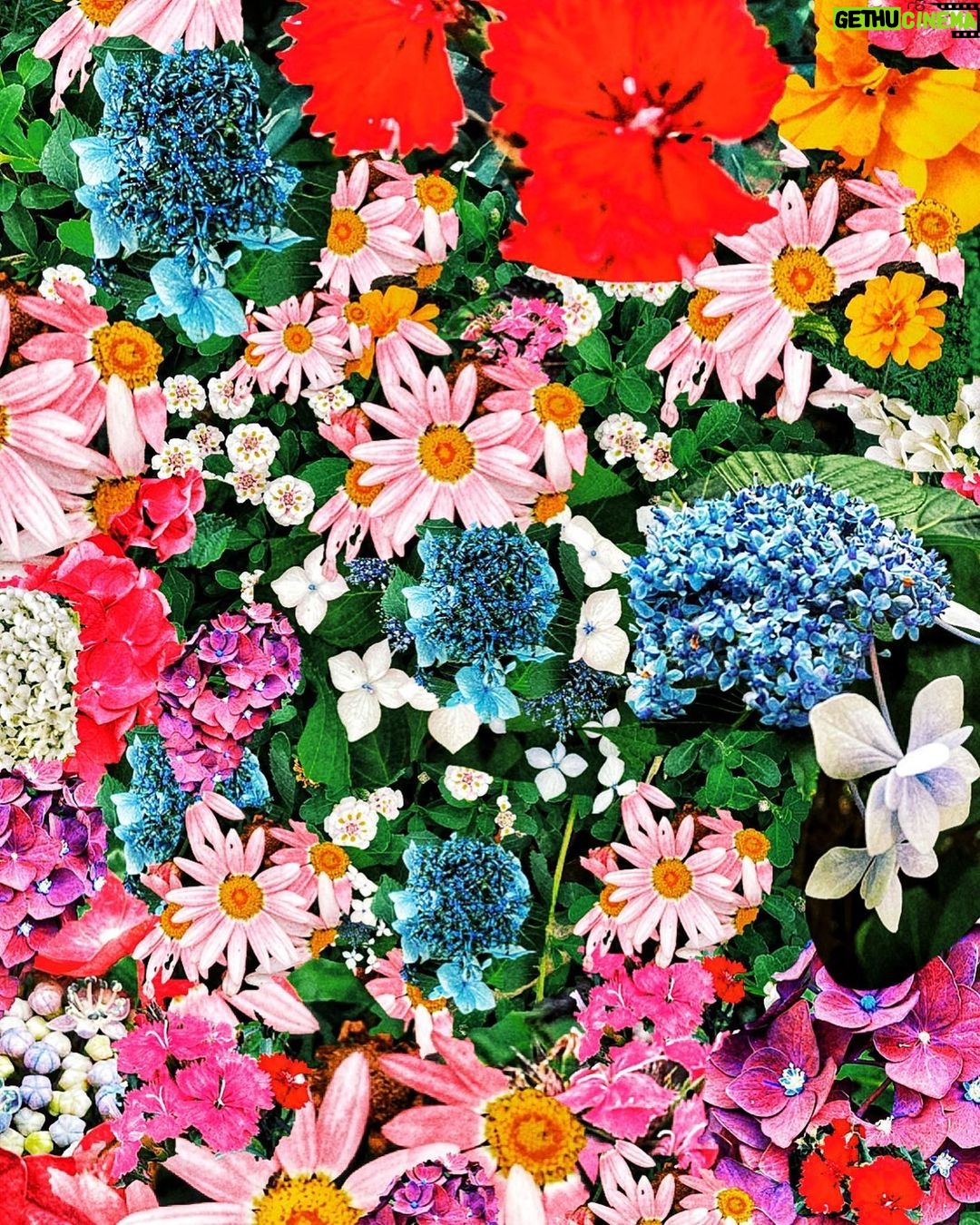 Shingo Katori Instagram - 歩道の花シリーズ2023 【 春陽 】
