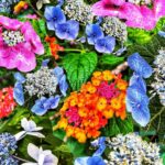 Shingo Katori Instagram – 歩道の花シリーズ2023
【 甘雨 】
