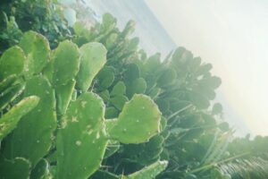 Sho Hirano Instagram - 自分で撮ったお気に入りの写真🌺
今は夏だから夏秋冬春の順番で🫥

#sho_film
