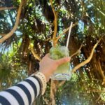 Shruti Sharma Instagram - 🪼🪸🌅🦦🧜‍♀️ Coconut Tree Hill - Mirissa