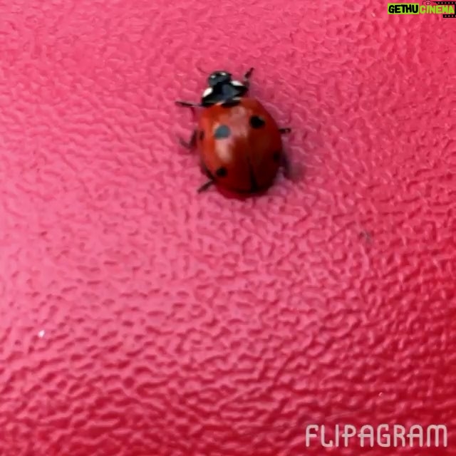 Sina Mehrad Instagram - . رقص محليِ كفشدوزك ها