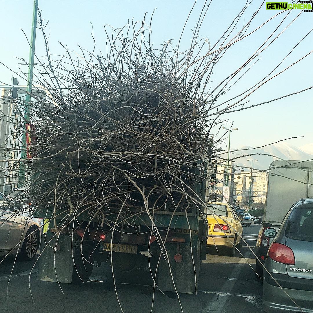 Sina Mehrad Instagram - يه بارِ بسيار ايمني فقط كم مونده بود يه شاخَش بره تو چشمَم⛔️