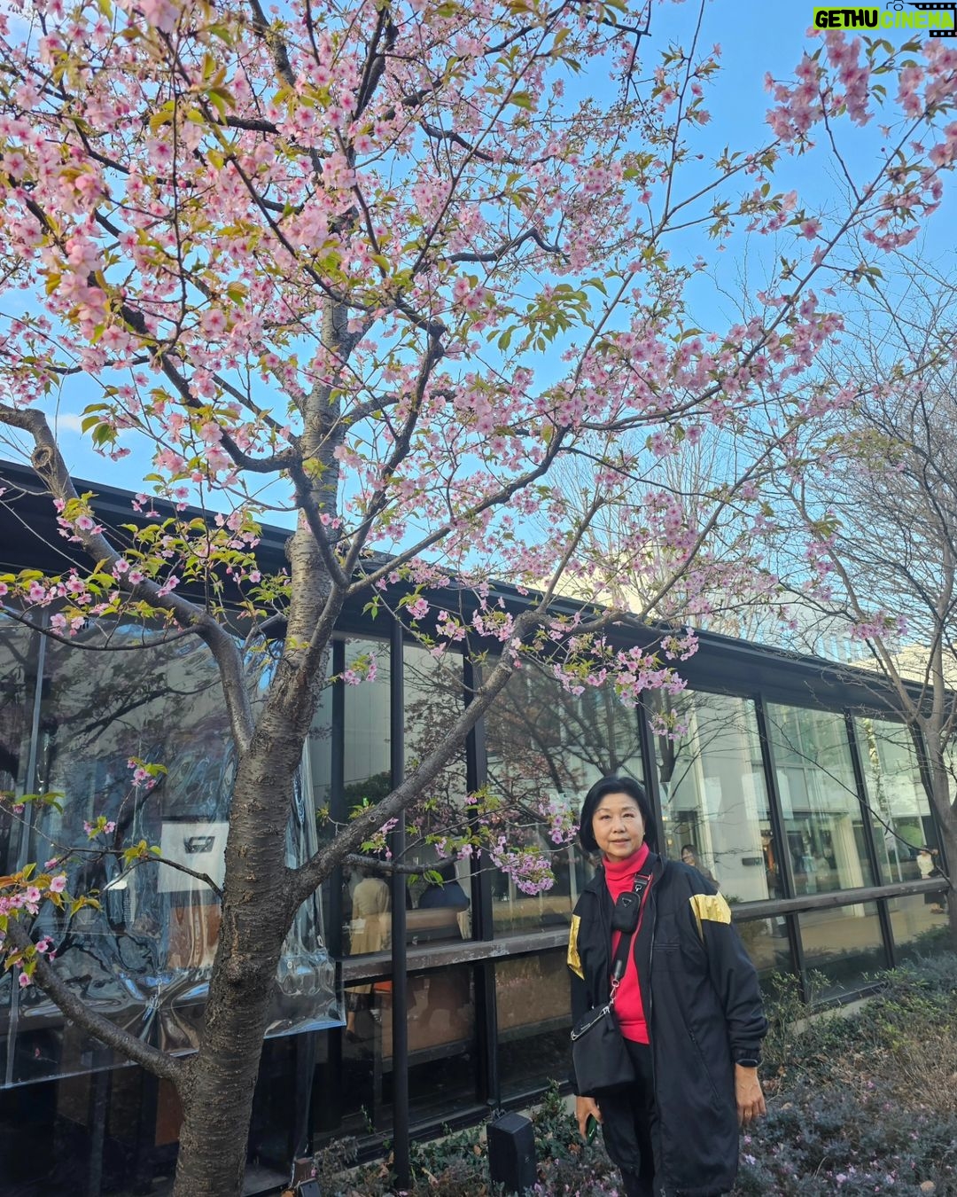 Sirin Horwang Instagram - Day 3 / shibuya daikanyama ebisu 🥰🥰 ความญี่ปุ่นที่ดี 🤩🤩