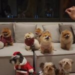 Sirin Horwang Instagram - Merry Christmas!!! ใครสนุก??? 🐶🐶🐶🐶 Thank u everyone na kaaa Lets do this again 🌲🎉🌲🎉