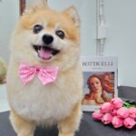 Sirin Horwang Instagram - คนสวยยยยไปอาบน้ำ 🐶🐶🐶 #lycheehorwang