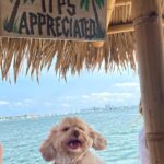 Sistine Rose Stallone Instagram – Tips appreciated