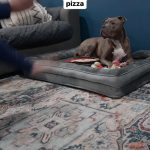 Snoop Dogg Instagram – 🤣🤣🤣 dog’s gotta eat !! 🍕