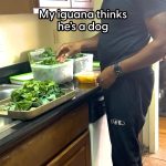 Snoop Dogg Instagram - 😅 good morning @rocket_the_iguana