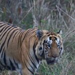 Sonalee Kulkarni Instagram – Shambhu.

A dominant male tiger of Mohurli buffers of Tadoba.

Tadoba Andhari Tiger Reserve, Chandrapur.

Shot on @nikonindiaofficial Tadoba National Park